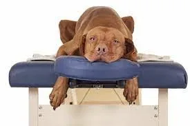 Masajes terapéuticos para mascotas en casa